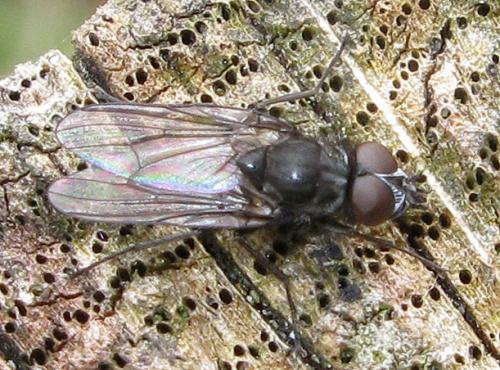Réf. 43 387 : Egle ciliata