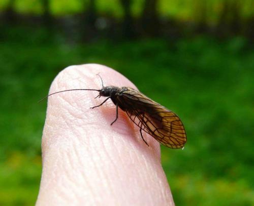 Sialis sp.