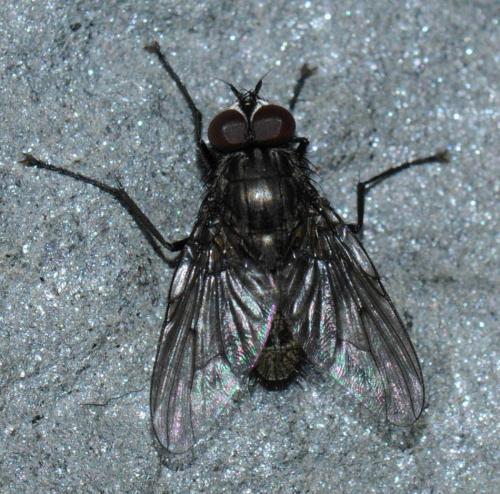 Réf. 43 272 : Helina evecta