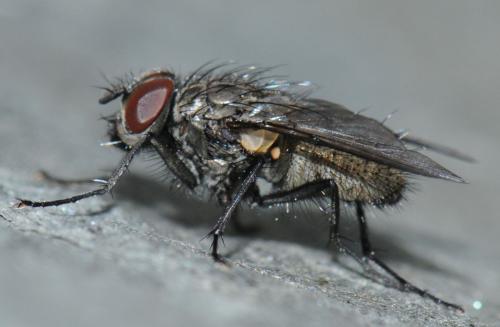 Réf. 43 273 : Helina evecta