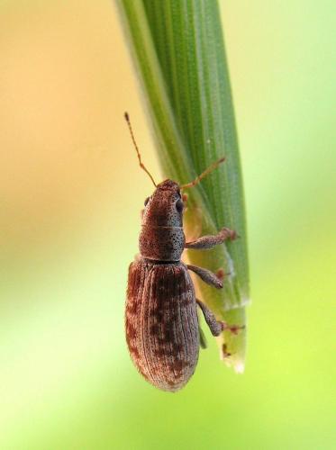 Réf. 43 986 : Pachyrhinus squamosus