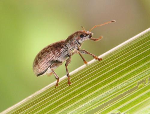 Réf. 43 988 : Pachyrhinus squamosus