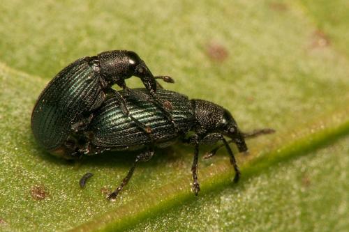 Réf. 43 009 : Perapion violaceum