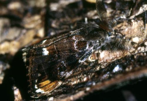 Orgyia recens