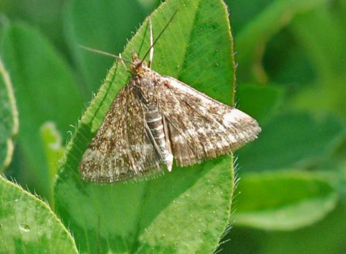 Pyrausta despicata