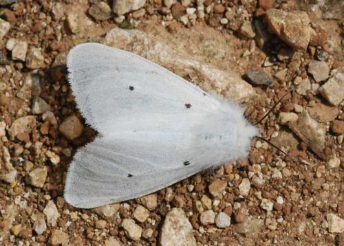 Diaphora mendica