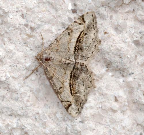 Réf. 43 868 : Chiasmia aestimaria