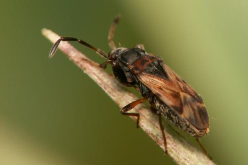 Scolopostethus sp.