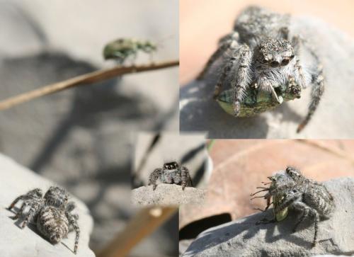 Philaeus chrysops
