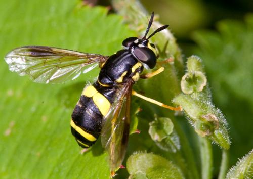 Réf. 43 573 : Chrysotoxum bicinctum