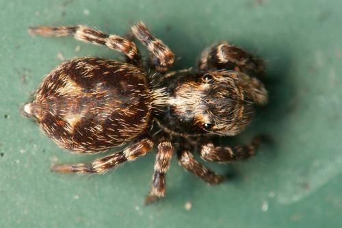 Réf. 43 015 : Pseudeuophrys erratica