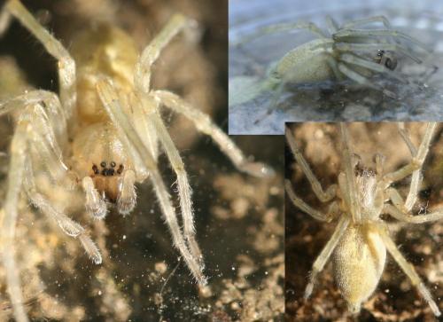 Cheiracanthium sp.