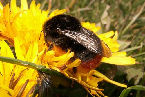 Bombus lapidarius