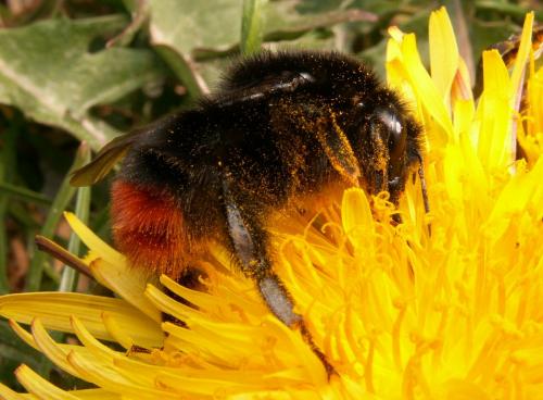 Bombus lapidarius