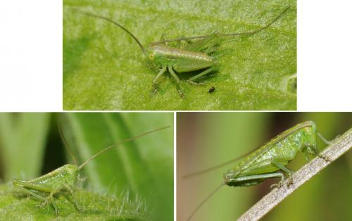 Tettigonia viridissima