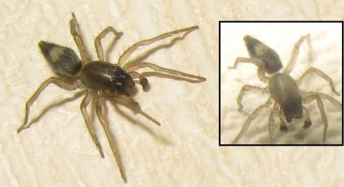 Porrhoclubiona leucaspis