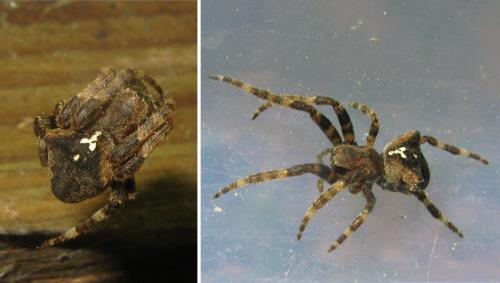 Araneus angulatus