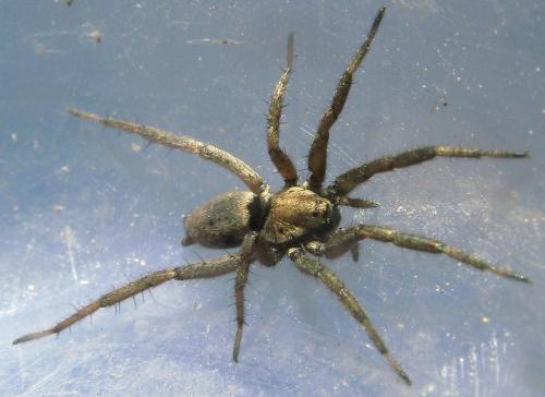 Nomisia sp.