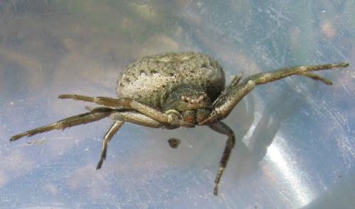 Xysticus sp.