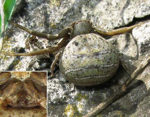 Xysticus sp.