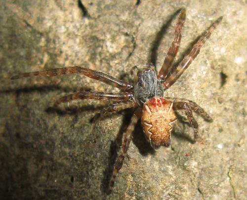 Cyrtophora citricola