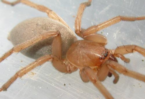 Drassodes sp.