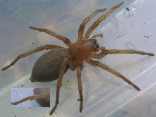 Drassodes sp.