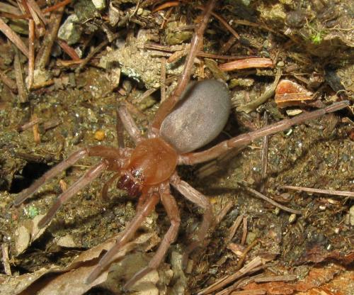 Drassodes sp.