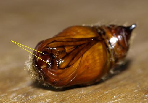 Calliteara pudibunda