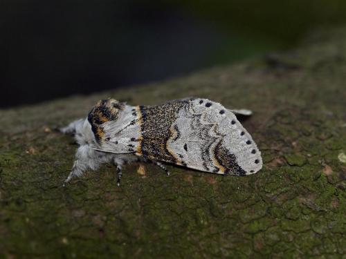 Furcula furcula