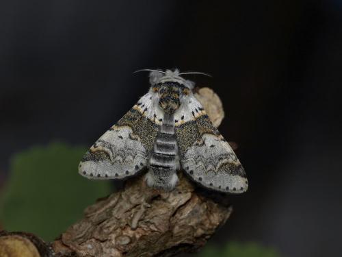 Furcula furcula