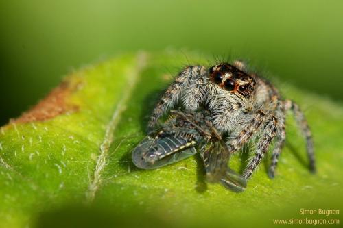 Philaeus chrysops