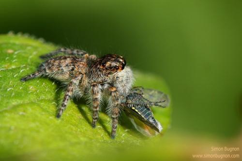 Philaeus chrysops