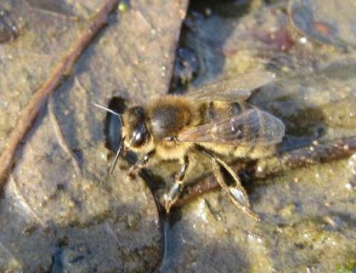 Apis mellifera