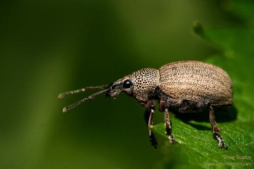 Otiorhynchus ligustici