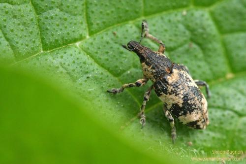 Bothynoderes affinis