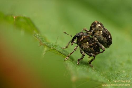 Réf. 43 040 : Nedyus quadrimaculatus