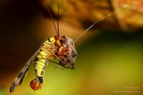 Panorpa cognata