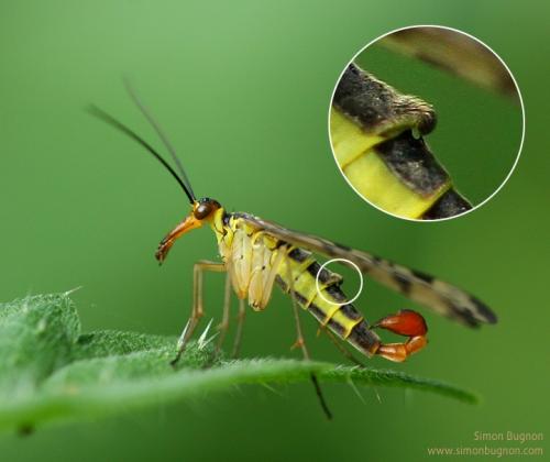 Panorpa germanica