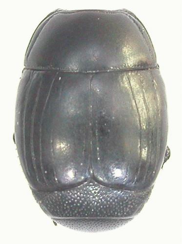 Hister sepulchralis