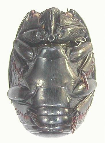 Hister sepulchralis