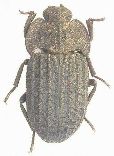 Opatrum alternatum