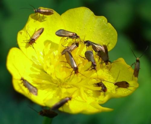 Micropterix calthella