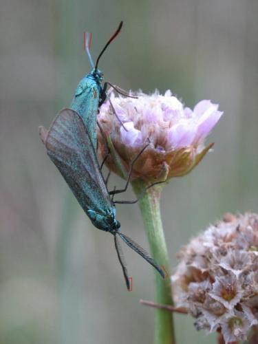 Adscita sp.