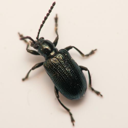 Oulema gallaeciana