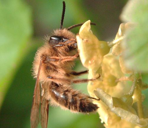 Andrena sp.