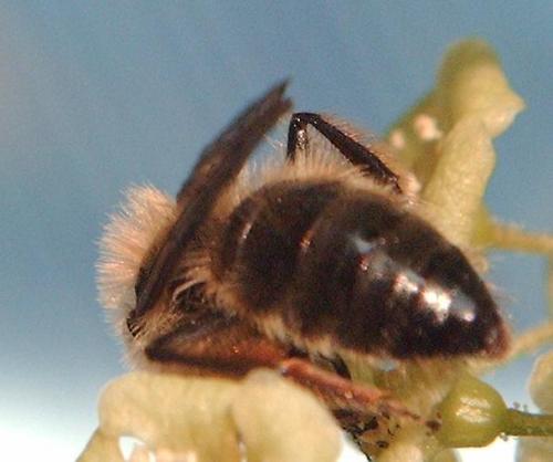 Andrena sp.