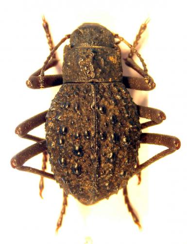 Réf. 43 071 : Adesmia variolaris
