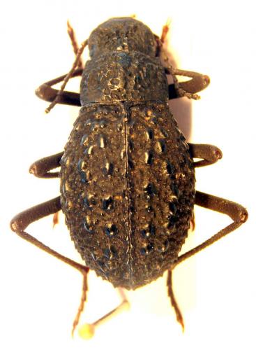 Adesmia variolaris