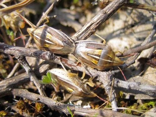 Réf. 43 839 : Aelia rostrata cognata